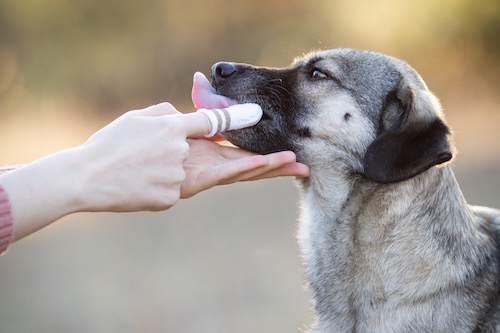 LILA-LOVES-IT-Zahnbürste